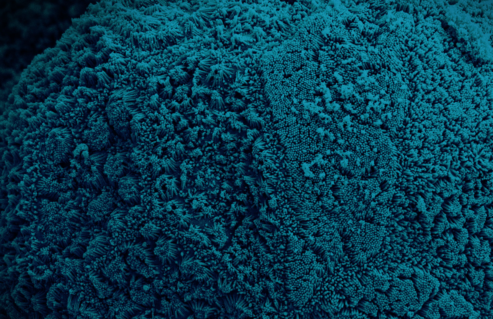 EpiIntestinal™
