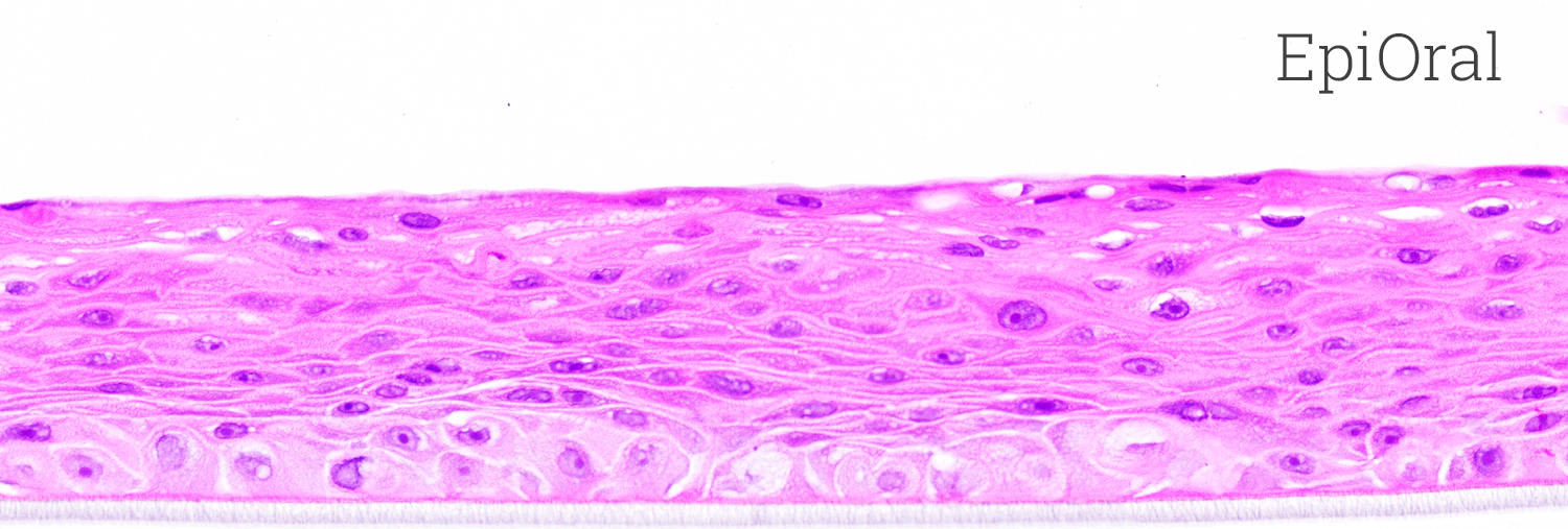 EpiOral and EpiGingival in vitro 3D Tissues | MatTek Life Sciences